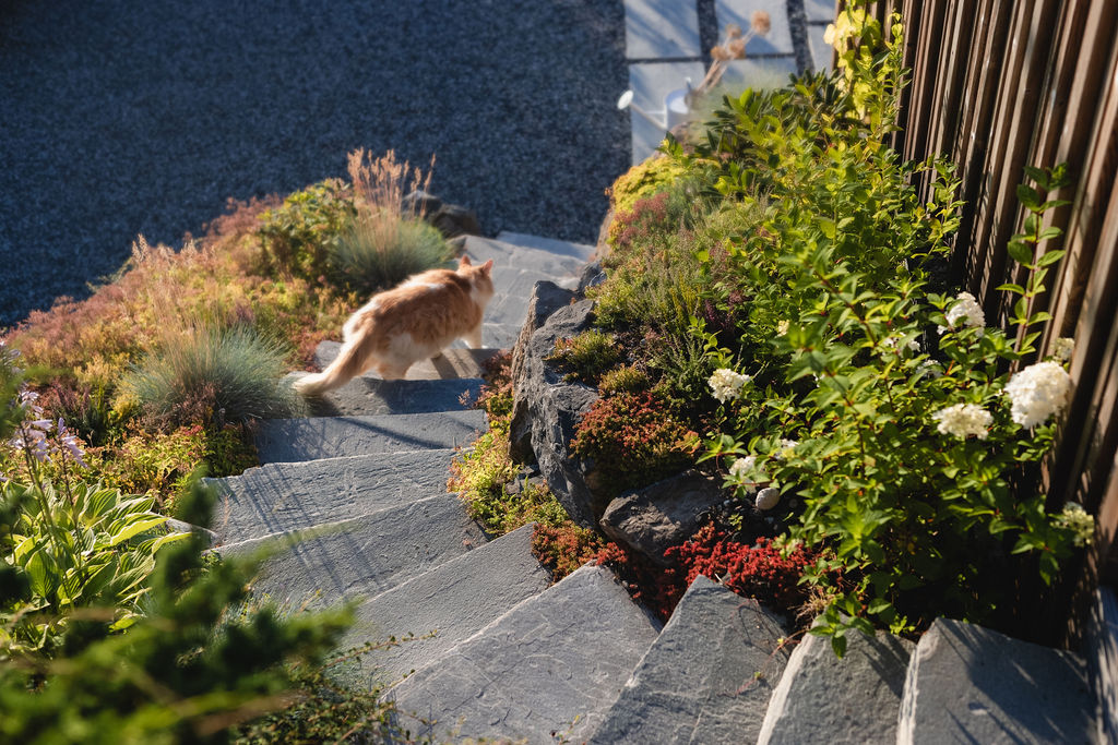 A cat walks down a slate staircase on a slope with lush vegetation on the sides of the natural stone staircase.