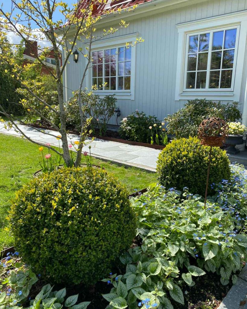 En lummig trädgård framför ett vitt småhus. En gångväg i skiffer och en lummig rabatt går längs husväggen.